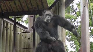 Dancing Chimpanzee 01 Monkey Dance おどるチンパンジー 01 [upl. by Mile]