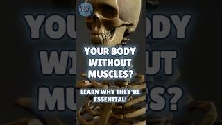 Why Muscles Matter More Than You Think [upl. by Iba69]