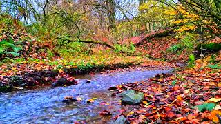 Release stress and relax under the pleasant murmur of a stream in the forest Total Relaxation [upl. by Louisa]