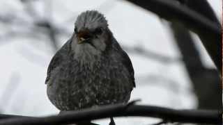 Browneared Bulbul Calling ヒヨドリの鳴き声2種類 [upl. by Richara835]