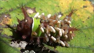 Saddleback caterpillar parasitized by wasp larvae [upl. by Ana]