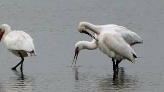 Lepelaars Spoonbills [upl. by Sansen]