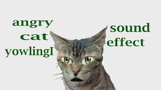 The Animal Sounds Angry Cat Yowling  Sound Effect  Animation [upl. by Parsons]