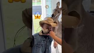 Epic Kangaroo Showdown 🥊🐾  Funny Animals Encounters MyPetsie Ft AdamElea1 [upl. by Eglanteen]