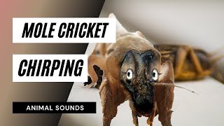 Mole Cricket chirping  mole cricket crickets field cricket chirping [upl. by Aiz]