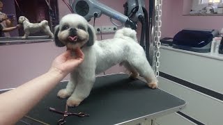 Strzyżenie Shih Tzu Salon dla Psów LilaArt Koszalin [upl. by Eilahs]