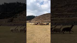 Sacsayhuaman😃😃🇵🇪🇵🇪🇵🇪 cusco sacsayhuaman [upl. by Nanam212]