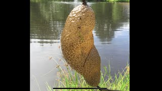 Fresh Water Bryozoans  Pectinatella Magnifica  With Twin Cities Adventures [upl. by Eppilihp]