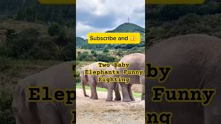 Cute Baby Elephants Engaged in a Funny Fight 😲 Family Bonding in Action funny 😁 babyelephantss 🐘 [upl. by Namref]