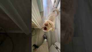 Arguing with a mini goldendoodle – part 1 😲🐾 [upl. by Monroy41]