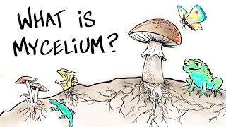 What is Mushroom Mycelium [upl. by Enirual938]