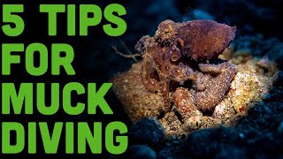 Dumaguetes Macro World Unleashed 5 MustKnow Tips for Epic Muck Diving Madness [upl. by Adnamal]