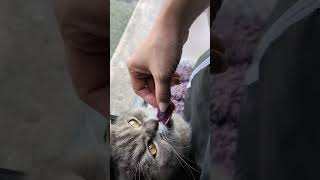 Watch This Cat Eat Sweet Potatoes and Drop Half 😹🍠 cat cute catlover pets [upl. by Cogswell663]