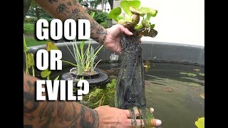 FASTEST growing pond plant Water hyacinth [upl. by Iahc847]