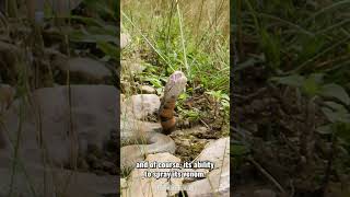 Mozambique Spitting Cobra [upl. by Aleacim]