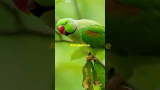 Meet the Alexandrine Parakeet A Colorful Talker shorts [upl. by Aicnetroh]