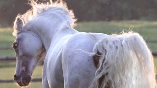 Album  Un échantillon imagé de lArabe Shagya une race rare et très appréciée pour ses qualités [upl. by Ramraj]