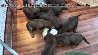 9 Briard Welpen quotInhalierenquot ihr Futter ohne Zeitraffer [upl. by Emelyne]