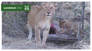 4K Wildlife Uninterrupted Magic  Ntsevu Pride Feasting on a Waterbuck [upl. by Shum]