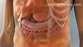 Human anatomy 3d animation YouTube [upl. by Jerrylee]