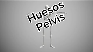 Huesos La Pelvis [upl. by Thury]