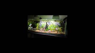 Akwarium z Bojownikami Betta fish tank [upl. by Lynd657]