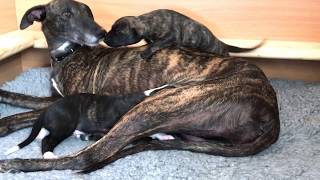 Galgo puppies 14days [upl. by Dlawso94]