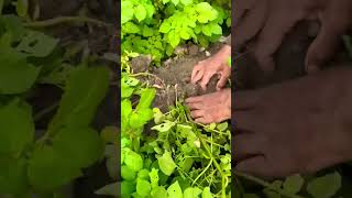 Potato cultivation and good yield agriculture farming satisfying short [upl. by Mariya127]