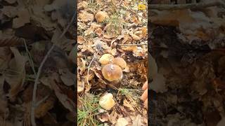 🫶🍄‍🟫🍄‍🟫🍄‍🟫boletus fungi mushrooms porcini грибочки pilze grzyby gribi shorts грибы houby [upl. by Karrie]