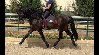 INGENIERO 2018 PREAndalusian stallion  approx 170 m  163 h  March 2024 video logo [upl. by Anneuq292]