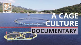 Marine Aquaculture in Indonesia  A Cage Culture Documentary [upl. by Aitnauq963]