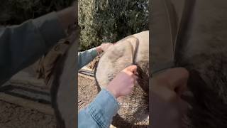 that time of year horses grooming asmr spring [upl. by Eri336]