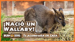 BUIN ZOO TE ACOMPAÑA EN CASA  NACIÓ UN WALLABY [upl. by Atselec635]