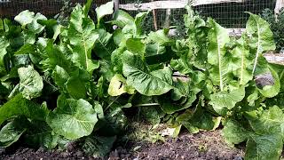 Growing Horseradish Planting To Eating [upl. by Amhsirak]