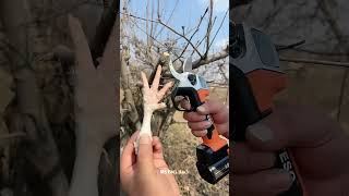 How Does Tree Pruner Works [upl. by Atikram486]