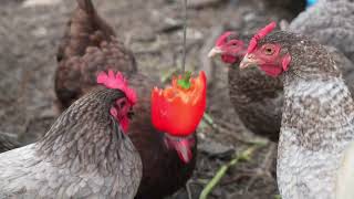 Sacrificed a pricey red pepper for my hens [upl. by Toor]