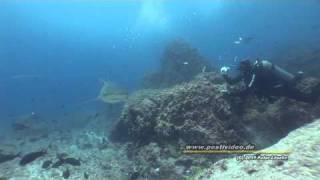 Galapagos Tauchen der Superlative Galapagos  Incredible diving Peter Löseke  Galapagos HD [upl. by Ogren906]