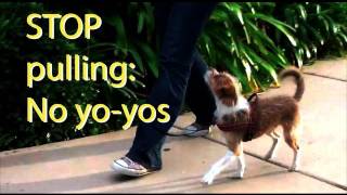 Stop pulling and quotYoyoingquot Dog Training [upl. by Patten]