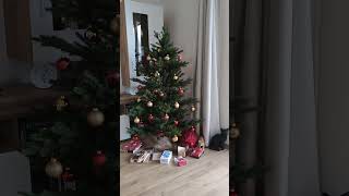 Viele Geschenke unterm Weihnachtsbaum Katze Christtag 25 Dezember [upl. by Klement]