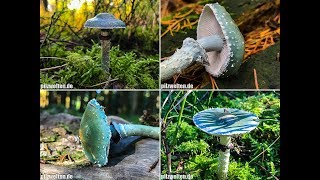 Grünspanträuschlinge 2017 Stropharia aeruginosa Blue Roundhead  Mushrooms 2017  Pilze 2017 [upl. by Engle632]