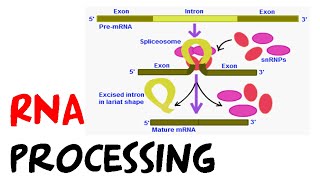 RNA processing [upl. by Anaitak]