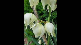 Adams Needle Yucca Plant [upl. by Ogires]