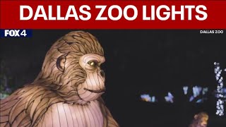 Dallas Zoo Lights features 2M lights and lanterns [upl. by Kannav920]