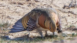 The Pintailed Sandgrouse courtship display Pterocles alchata  קטה חדת זנב במופע ראווה קצר [upl. by Santos46]