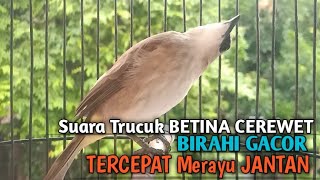 Trucuk Betina Memanggil Jantan SUPER CEREWET Pancingan Trucukan Gacor Agar LANGSUNG EMOSI BIRAHI [upl. by Dulcy]