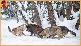 15 Times Wolves Were Caught Hunting On Camera [upl. by Munroe707]