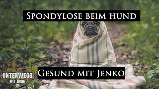 Spondylosen beim Hund  Wie erkenne ich die und was muss ich beachten  Gesund mit Jenko [upl. by Wilkey]