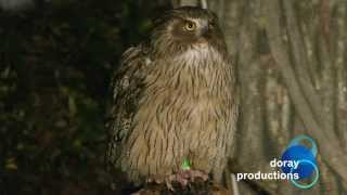 Blakistons Fish Owl [upl. by Bahner]