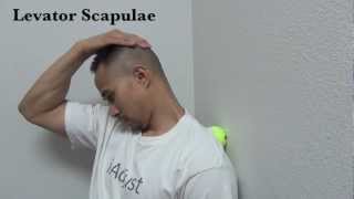 Tennis Ball NeckShoulder Levator Scapulae amp Upper Trapezius [upl. by Hoyt]