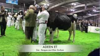 Bovine perfection Lavenham Adeen EX90 wins Holstein ChampionshipAgriScot 2012 [upl. by Gmur268]